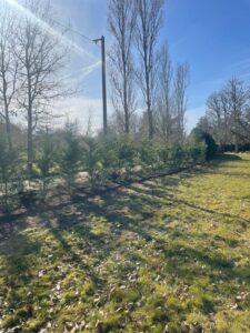 plantation de haie 2